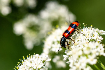 Insect