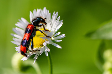 Insect