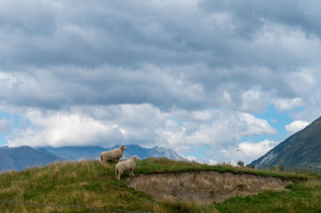 Obraz premium sheep in mountains
