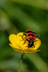 Insect