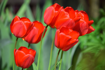 Tulips Flower Garden Planting Many Colorful Background Mother´s Day Women´s Day Stock Photo
