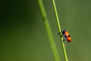 Insect