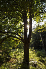 Obraz premium Wald im Gegenlicht