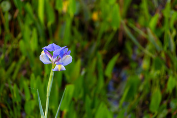 A beautiful blue iris at the wetlands in Florida.