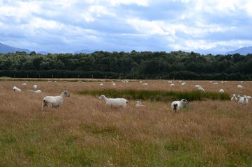 Fototapeta premium herd of sheep on pasture
