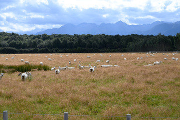 Fototapeta na wymiar herd of sheep on pasture