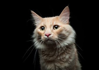 Fototapeta na wymiar portrait of a red cat on a black background