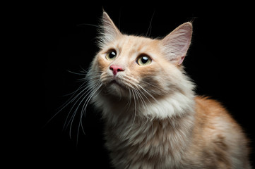 portrait of a red cat on a black background