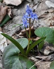Spring flowering Scilla bifolia