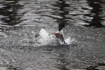 Tadorna tadorna - Un tadorne de Belon s'agite dans l'eau