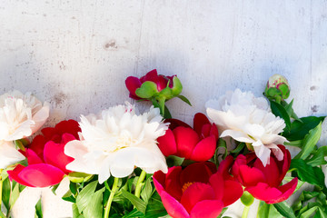 Fresh peony flowers