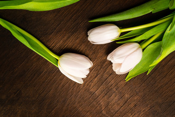 white tulips on wooden background