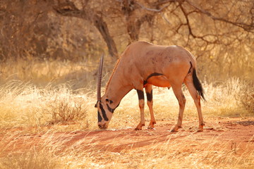 East African oryx in Kenya