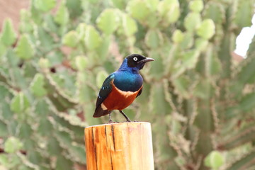 Superb starling sits on a wooden stake