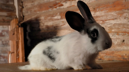 White was stolen with black spots on ears and a muzzle. Farm. The nice small animal needs the help. Furs and fur for beautiful products. Side view.