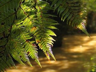 New Zealand. Nature in Hamilton. Waitomo