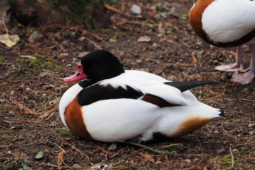 Le Tadorne de Belon (Tadorna tadorna) mâle ailes ouverte, une oie à la tête noire, une bec rouge avec une excroissance