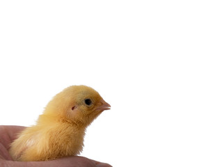 Little quail in hand on white background