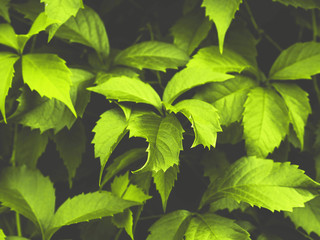 Fototapeta na wymiar Green toned foliage trendy background