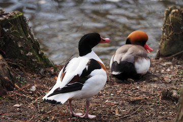 Le Tadorne de Belon (Tadorna tadorna) femelle, une oie à la tête noire sans excroissance au dessus du bec rouge