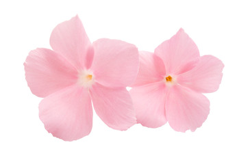 Fototapeta premium pink flower of balsam isolated