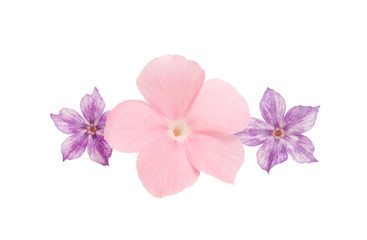 Fototapeta na wymiar pink flower of balsam isolated