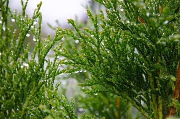 background of green leaves