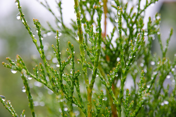 green with water drops