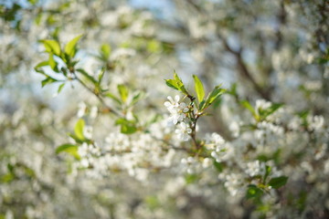 Cherry blossom - Цветущая вишня