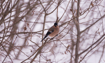 Bullfinch with a red breast on a branch close up in winter