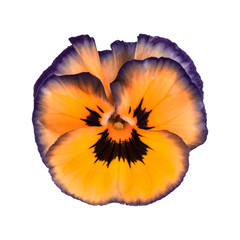 flower portrait, top view on viola, white background