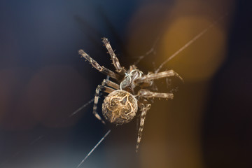 Macro of big spider