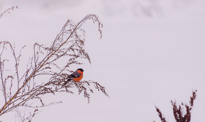 Bullfinch with a red breast on a branch close up in winter