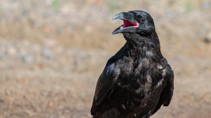 Raven