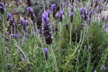 field of lavender flowers