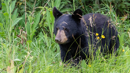 black bear in meadow