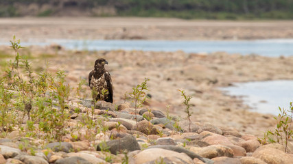 Immature bald eagle