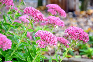 Home Garden Park Pink Flowers Planting and Gardening Background Stock Photo