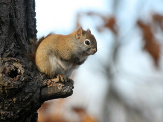 squirrel on tree