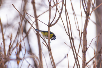 Blue tit on a winter branch