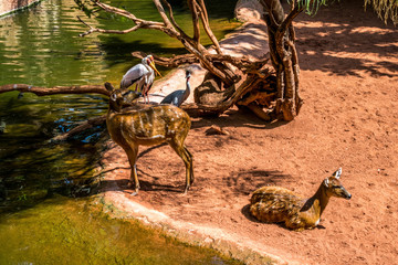 Zoo