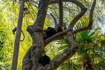 Zoo