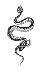 Hand Drawn Monochrome Creeping Python