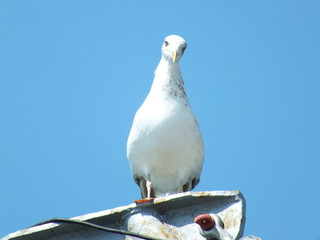Seagull on blue sky 