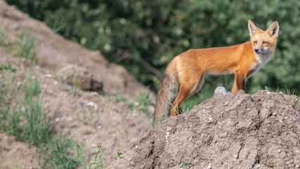 red fox in grass