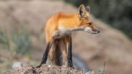 Naklejka na ściany i meble red fox in wild