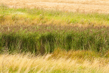 Green and yellow grass background