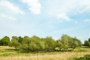 Wide view of green meadow and willow bush