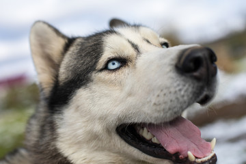 siberian husky dog