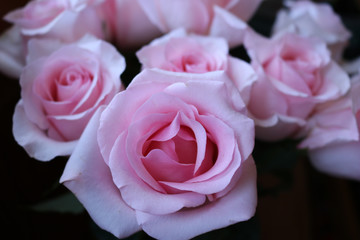 Fototapeta na wymiar Full bloomed pink roses
